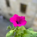 Casa Celsa-barbantes Pensión