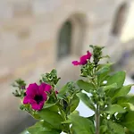 Pensión Casa Celsa-barbantes Santiago de Compostela