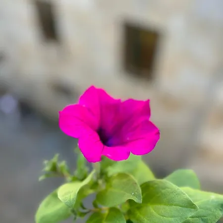 Casa Celsa-barbantes ゲストハウス